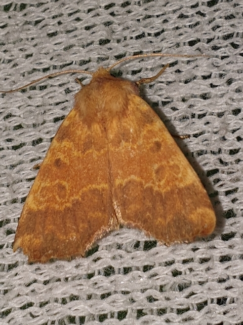 Tiliacea aurago - aranyló sárgabagoly