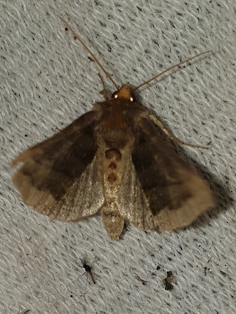Diachrysia chrysitis - aranybagoly