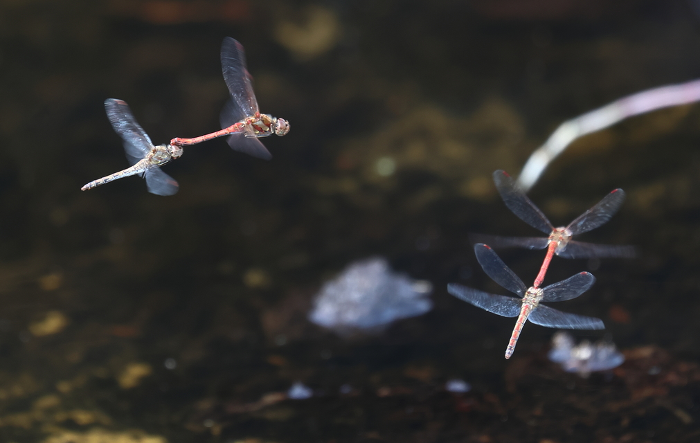 Sympetrum striolatum - harántsávos katona-szitakötő