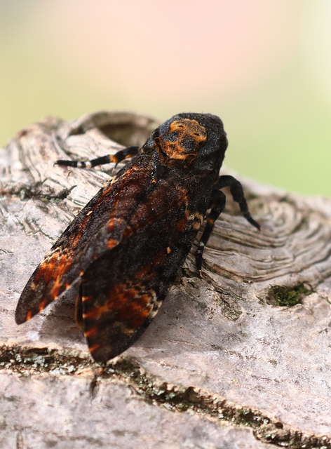 Acherontia atropos - halálfejes lepke