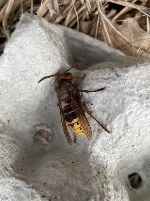 Vespa crabro - lódarázs