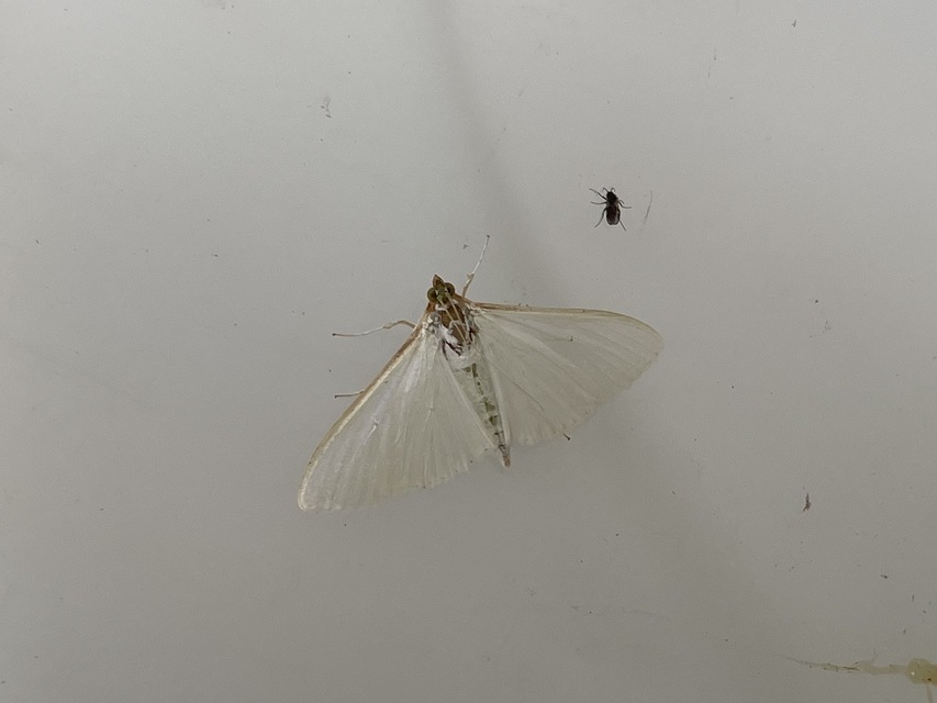 Palpita vitrealis - hófehér tűzmoly