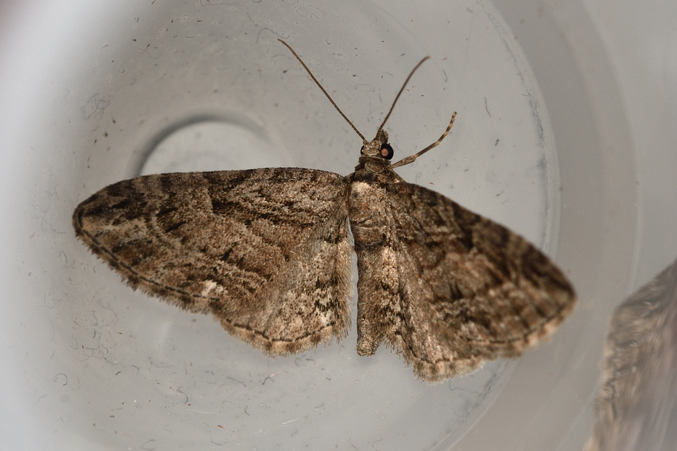 Eupithecia ericeata - feketefenyő-törpearaszoló