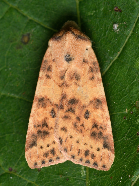 Cirrhia gilvago - foltos sárgabagoly