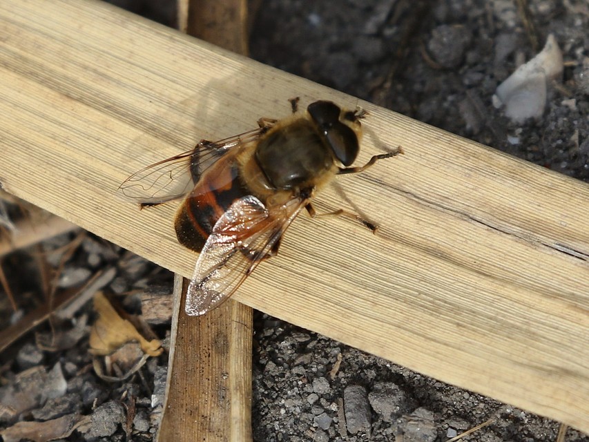 Eristalis tenax - közönséges herelégy