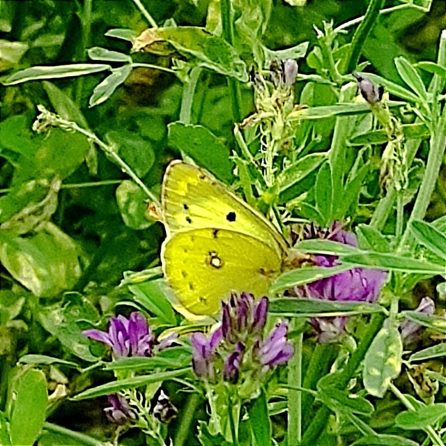 Colias alfacariensis - déli kéneslepke