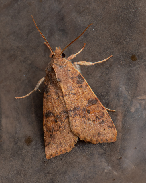 Cirrhia ocellaris - fakó sárgabagoly