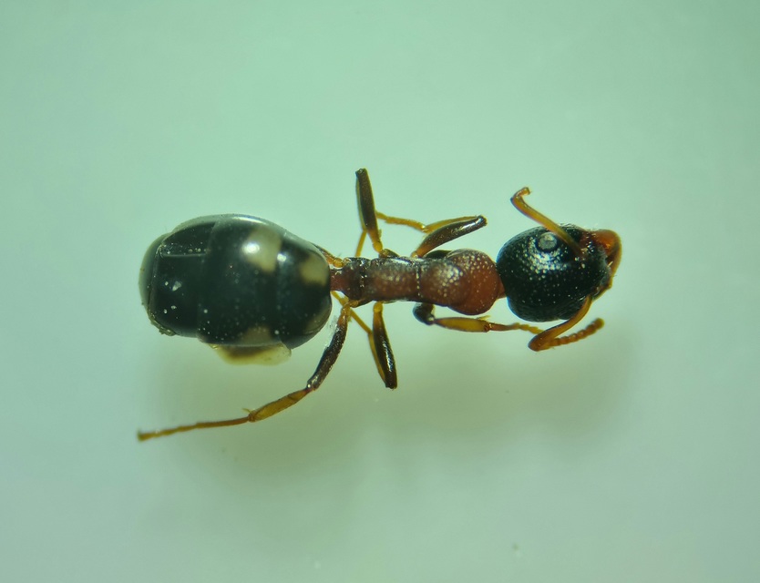 Dolichoderus quadripunctatus - négypettyes erdeihangya