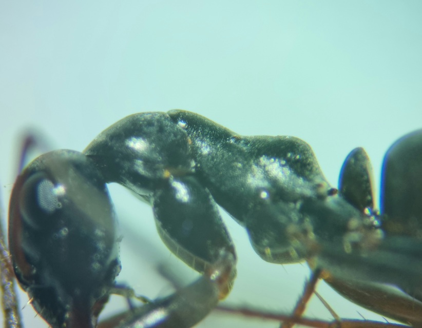 Formica fusca - kormos rabszolgahangya