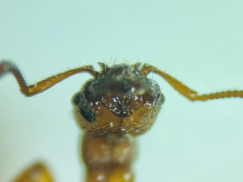 Myrmica sabuleti - gyakori bütyköshangya
