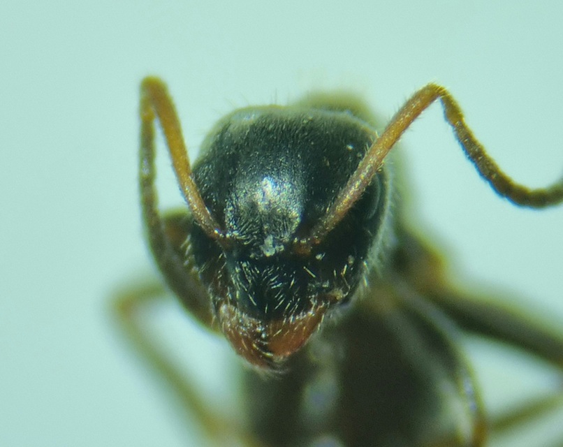 Lasius platythorax - erdei feketehangya