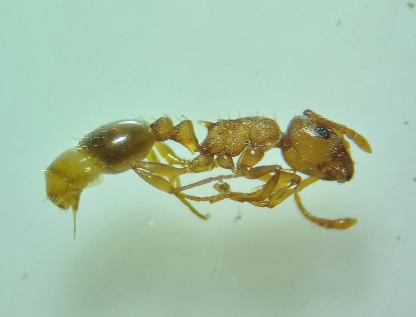Temnothorax crassispinus - gubacslakó kéreghangya