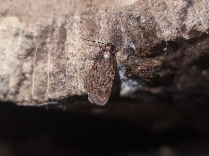 Depressaria albipunctella - fehérpettyes laposmoly