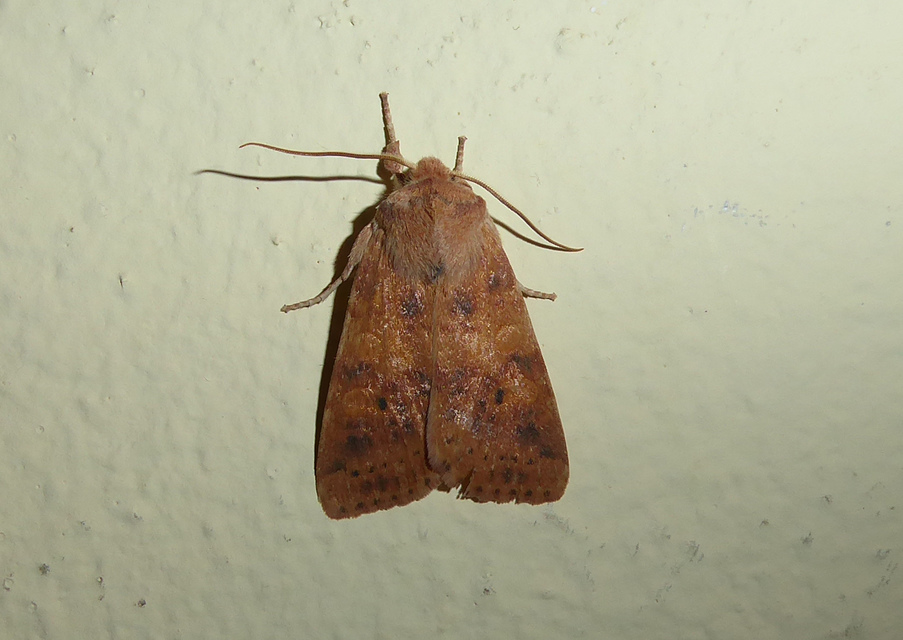 Cirrhia gilvago - foltos sárgabagoly
