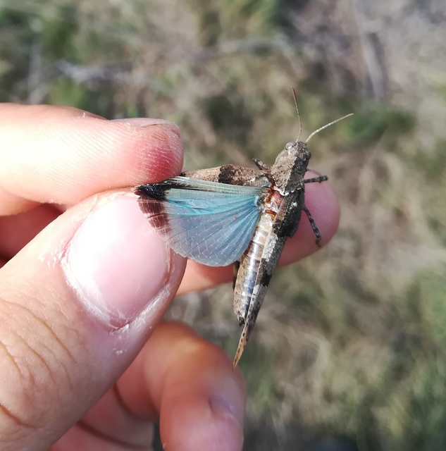 Oedipoda caerulescens - kékszárnyú sáska