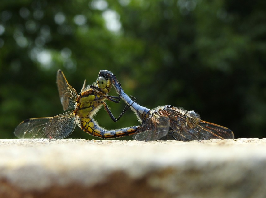 Orthetrum cancellatum - feketefarkú pásztorszitakötő
