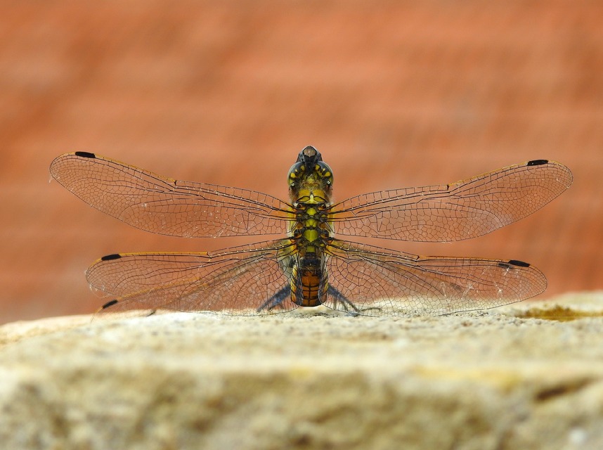 Orthetrum cancellatum - feketefarkú pásztorszitakötő
