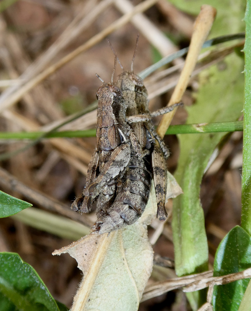 Pezotettix giornae - kis hegyisáska