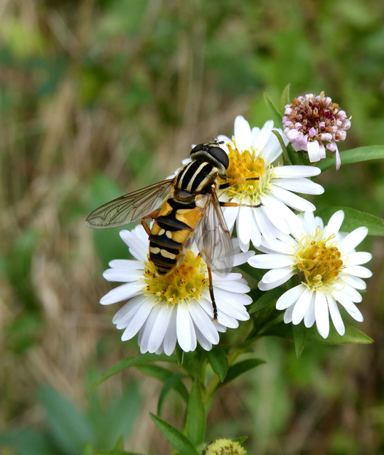 Helophilus