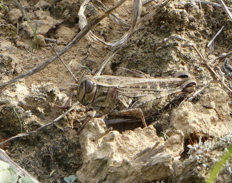 Calliptamus italicus - olaszsáska