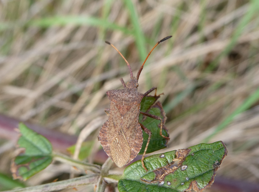 Coreus marginatus - közönséges karimáspoloska