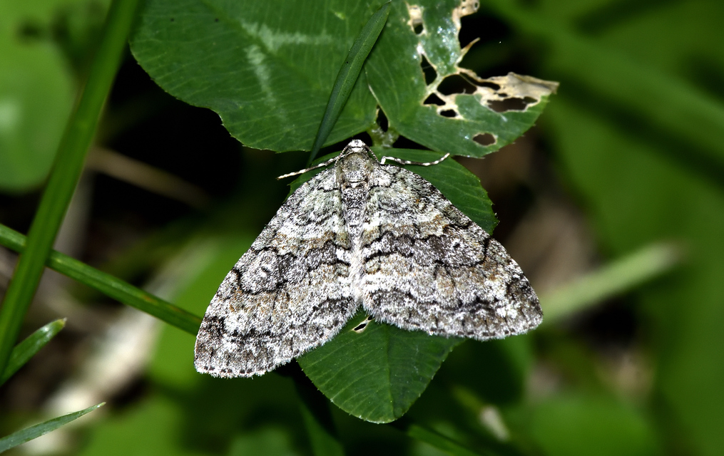 Nothocasis sertata - hegyijuhar-araszoló