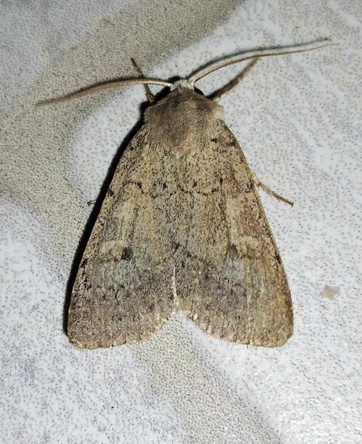Xestia castanea michaeli - csarabos fűbagoly