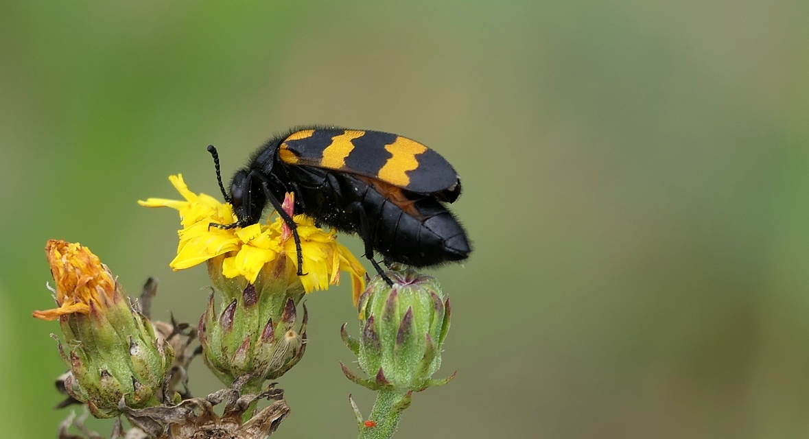 Mylabris variabilis - szalagos hólyaghúzó Mylabris variabilis - szalagos hólyaghúzó