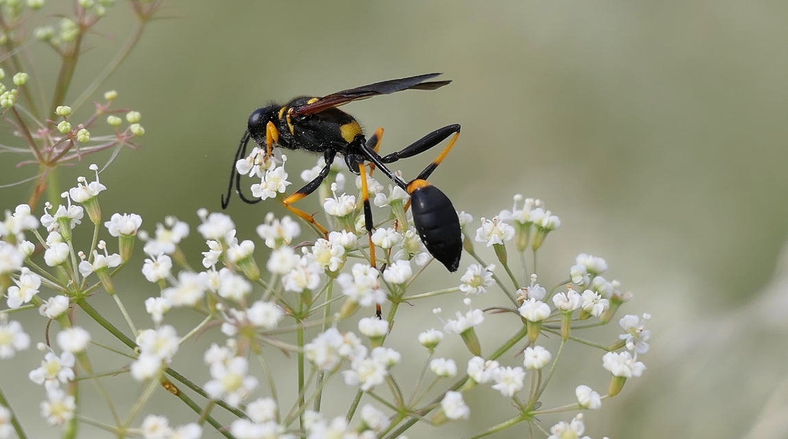 Sceliphron caementarium - feketenyelű lopódarázs