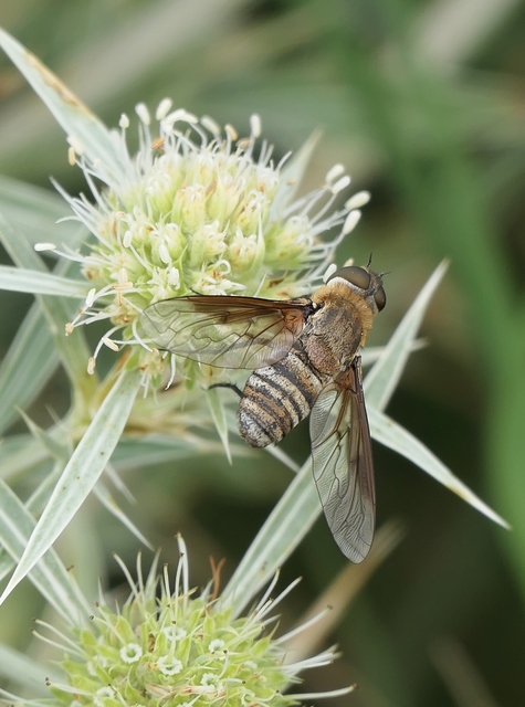 Bombyliidae - pöszörlégyfélék