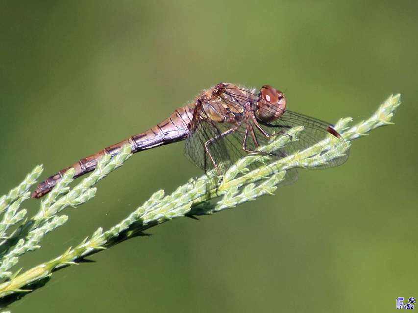 Sympetrum striolatum - harántsávos katona-szitakötő