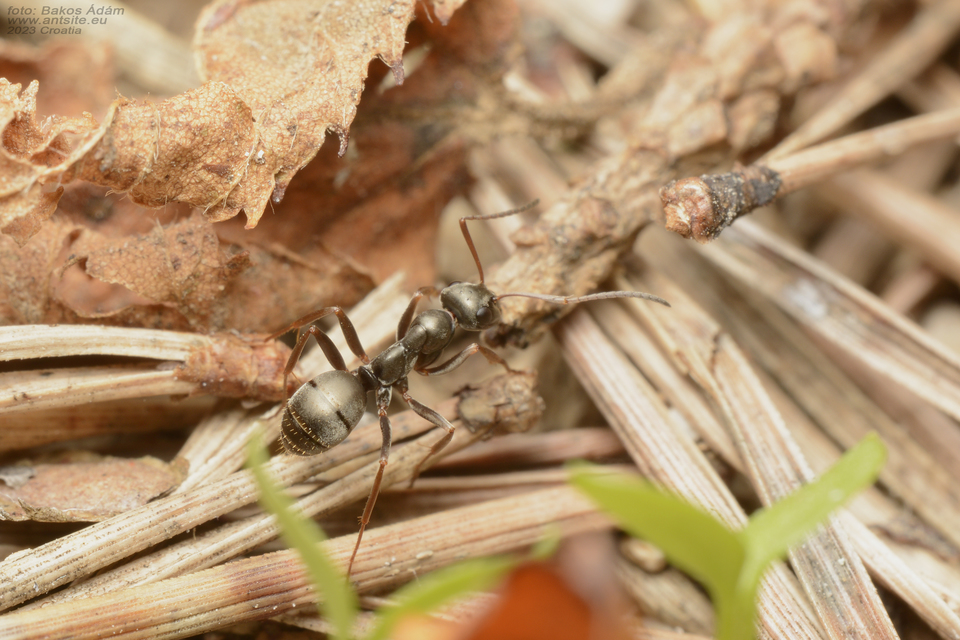 Formica fusca - kormos rabszolgahangya