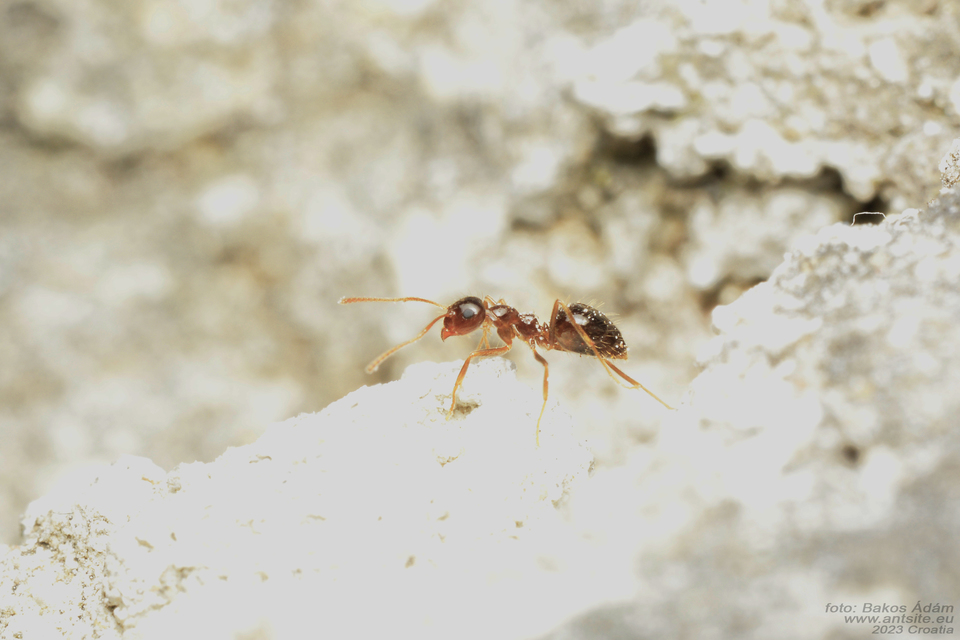 Prenolepis nitens - ragyogóhangya