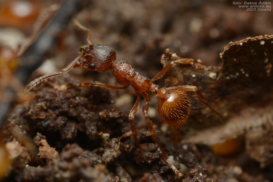 Myrmica rubra - közönséges bütyköshangya