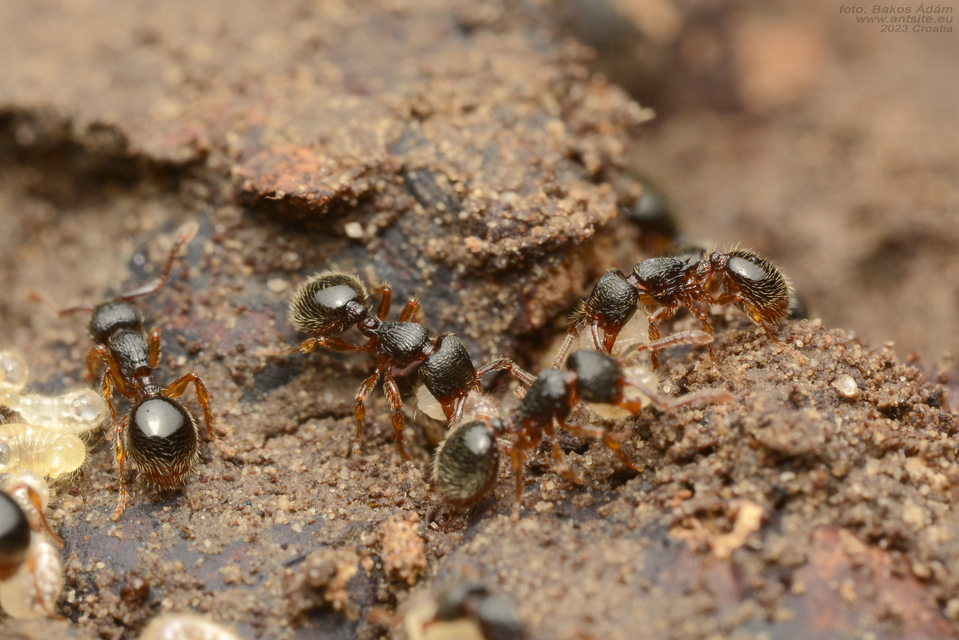 Myrmecina graminicola - ráncoshangya