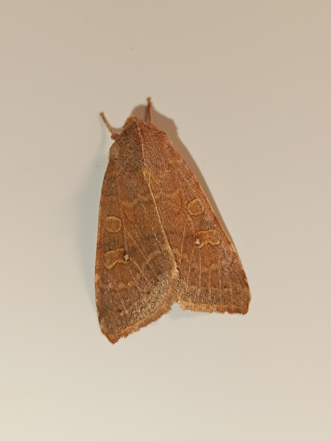 Cirrhia ocellaris - fakó sárgabagoly