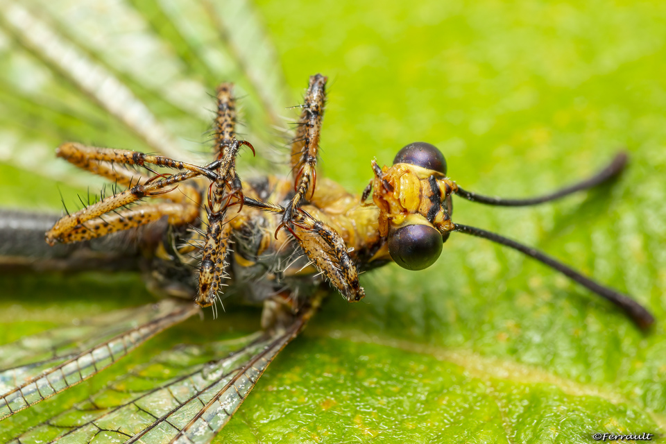 Distoleon tetragrammicus - négyfoltos hangyaleső