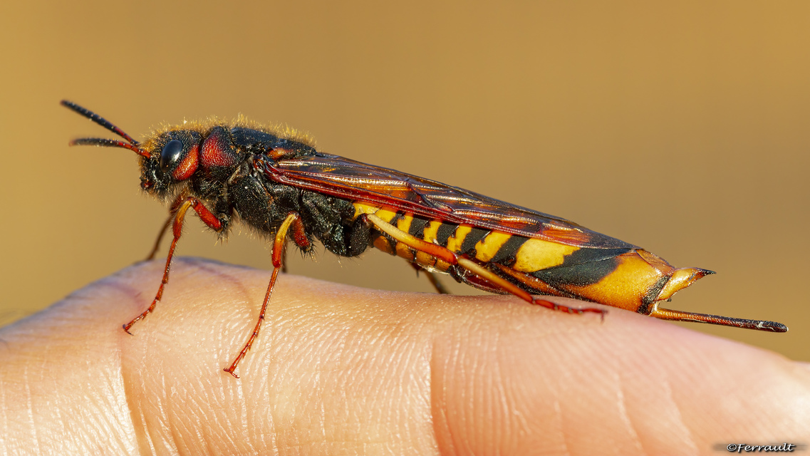 Tremex fuscicornis - sárgagyűrűs fadarázs