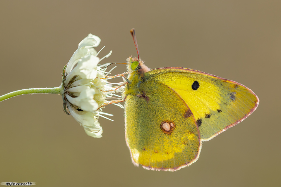 Colias erate - csángó-kéneslepke