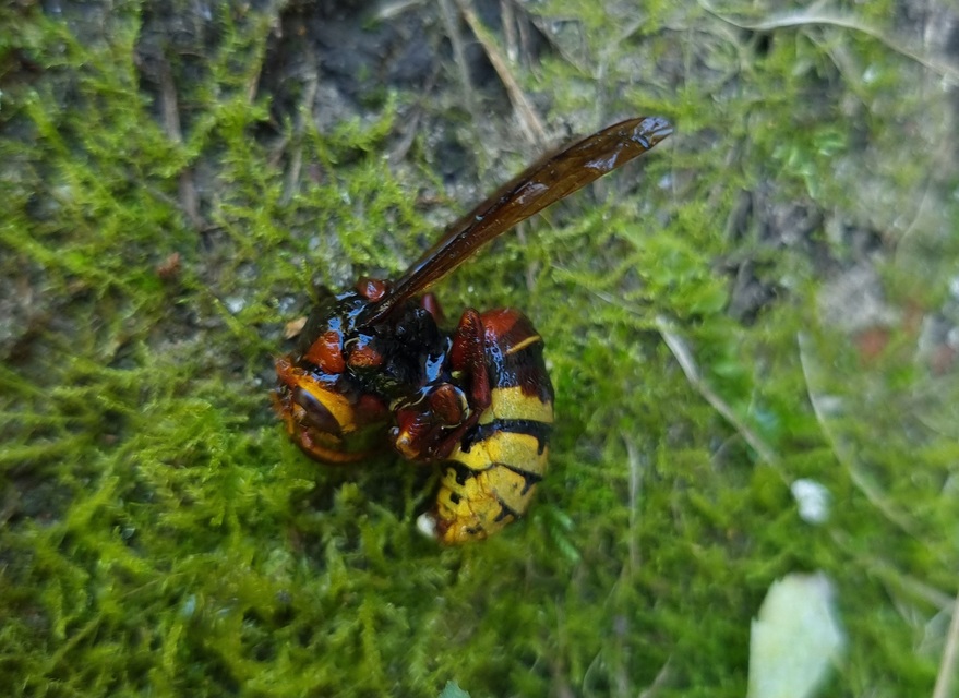 Vespa crabro - lódarázs