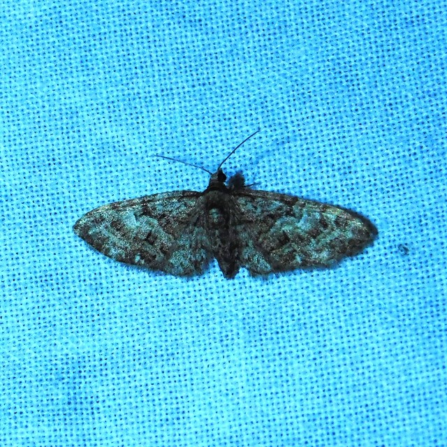 Eupithecia abbreviata - korai törpearaszoló