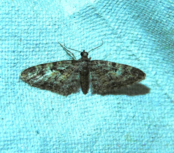 Eupithecia abbreviata - korai törpearaszoló