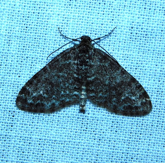 Lobophora halterata - szárnyfüggelékes araszoló