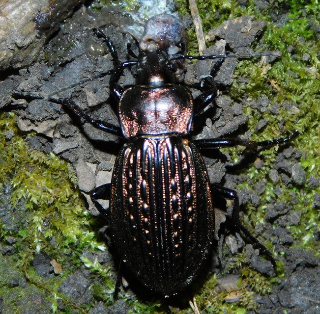 Carabus ulrichii - rezes futrinka