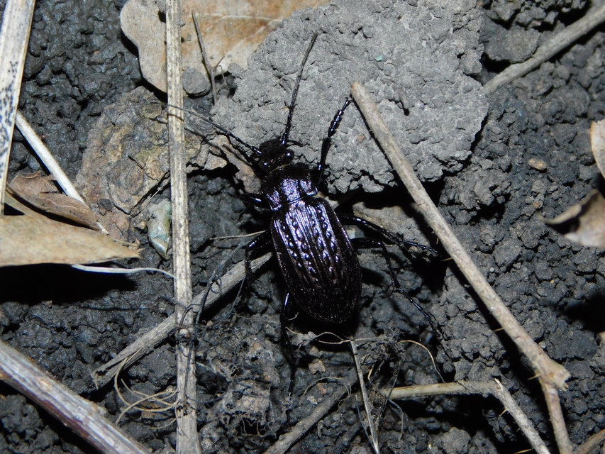 Carabus granulatus - mezei futrinka