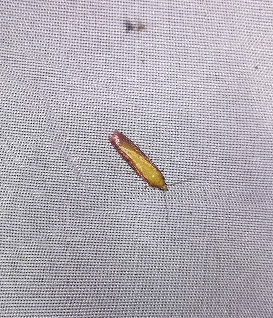Oncocera semirubella - lucernamoly