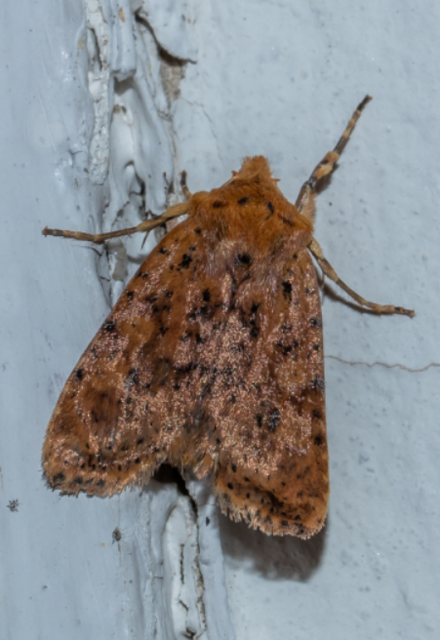 Conistra rubiginea - vörös őszibagoly
