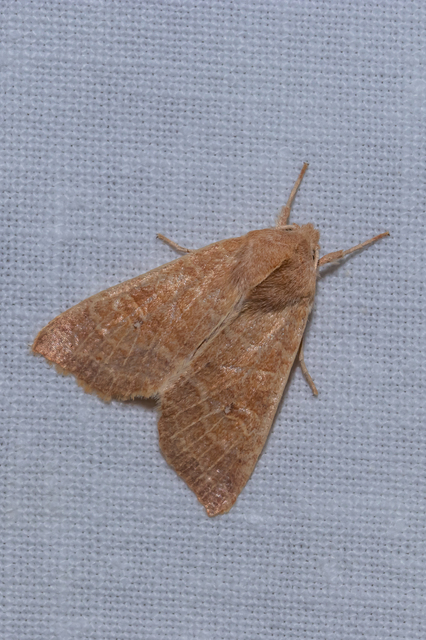 Cirrhia ocellaris - fakó sárgabagoly