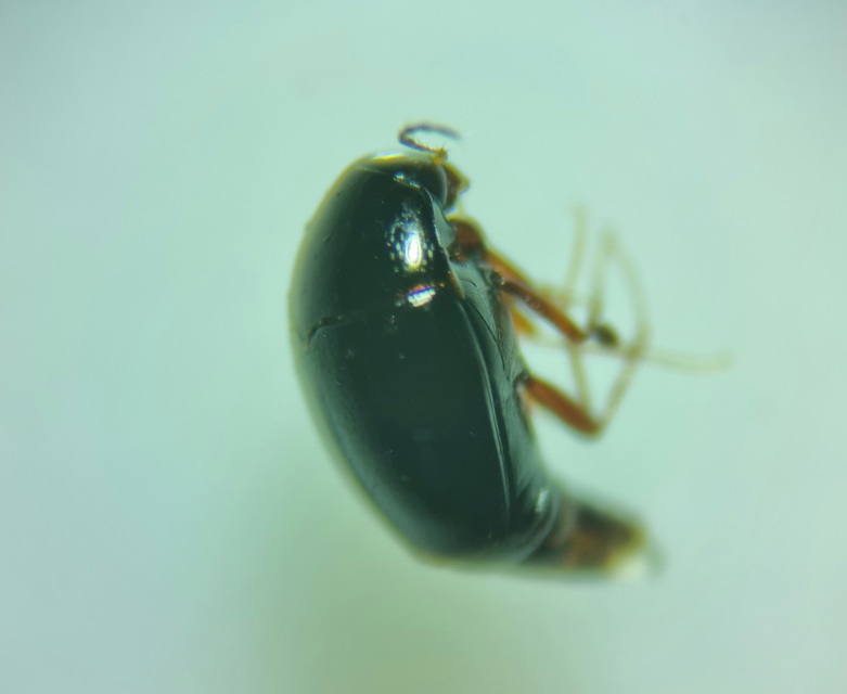 Scaphisoma