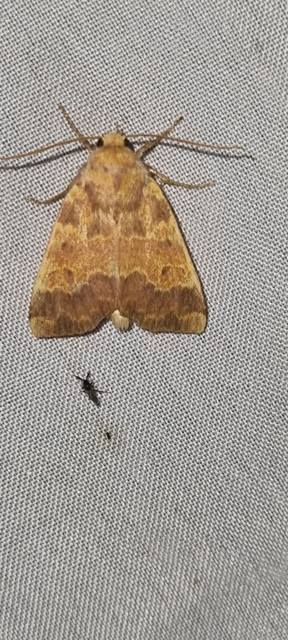 Tiliacea aurago - aranyló sárgabagoly